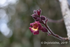 Colea