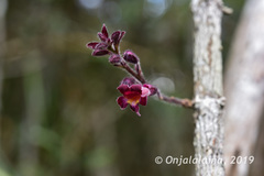 Colea