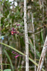 Colea