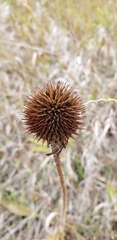 Echinacea angustifolia