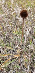 Echinacea angustifolia
