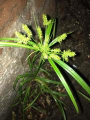 Cyperus