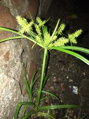 Cyperus