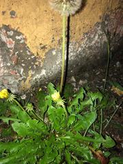 Taraxacum officinale