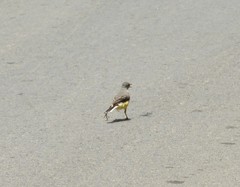Motacilla flaviventris
