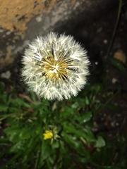 Taraxacum officinale