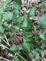 Rivina humilis