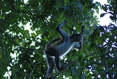 Ateles geoffroyi vellerosus