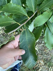 Castanea pumila