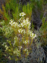 Erica margaritacea