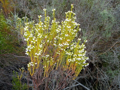 Erica margaritacea