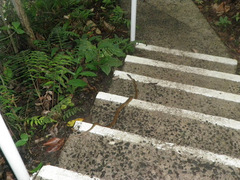 Mastigodryas alternatus