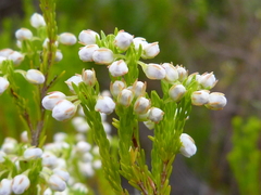 Erica margaritacea