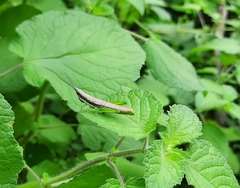 Neorthacris