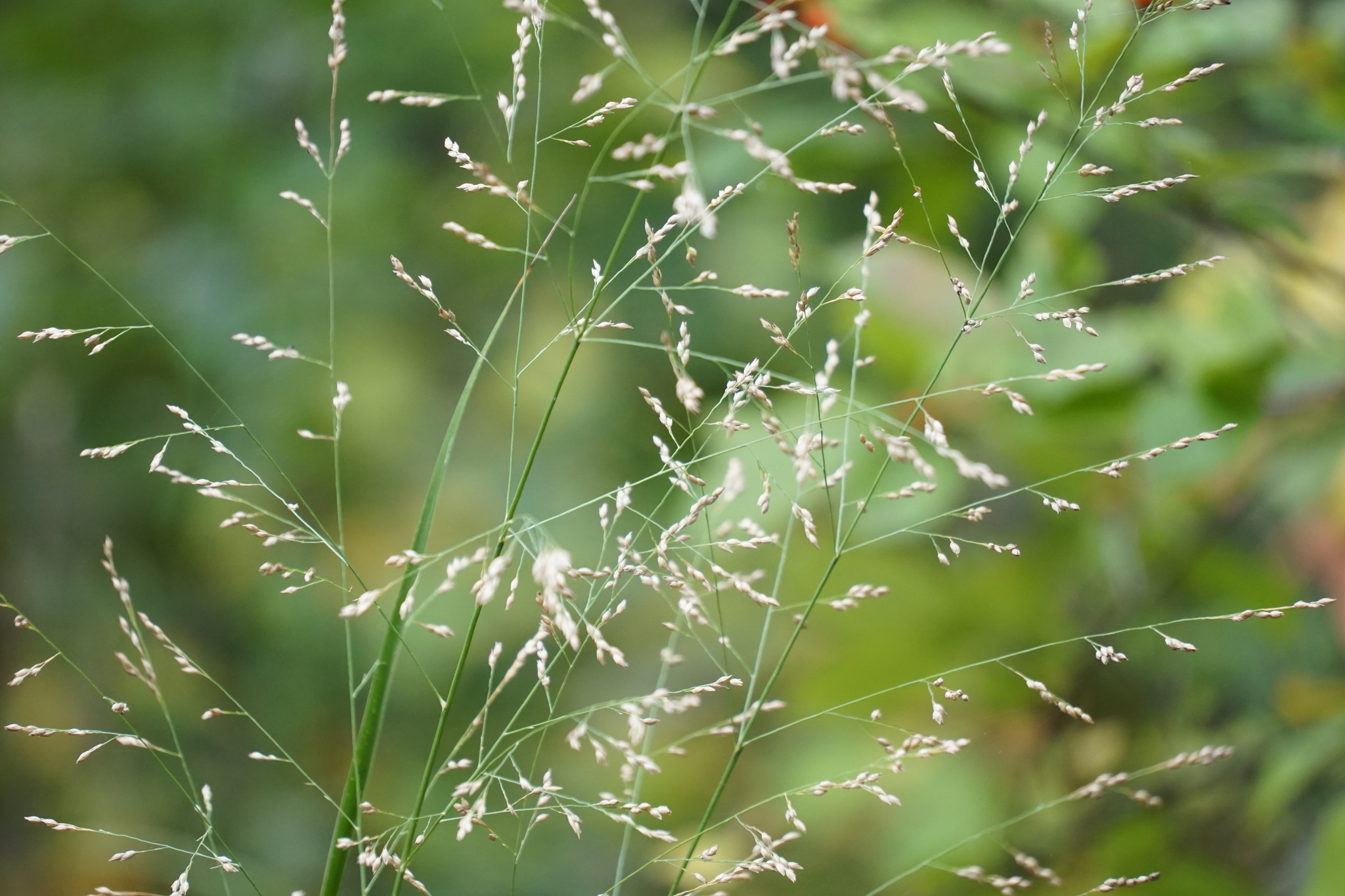 Agrostis