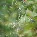Agrostis - Photo (c) Sara Rall, algunos derechos reservados (CC BY-NC), subido por Sara Rall