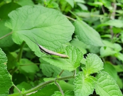 Neorthacris