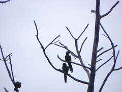 Primolius auricollis