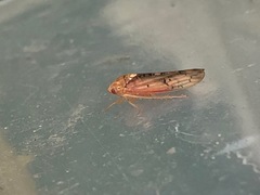 Ponana rubida