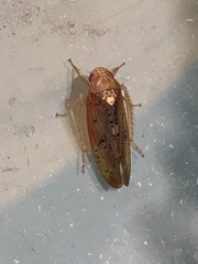 Ponana rubida