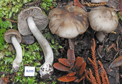 Entoloma baronii
