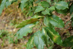 Corythucha associata