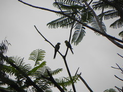 Primolius auricollis