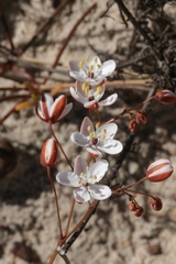 Pharnaceum elongatum