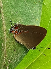 Calycopis isobeon