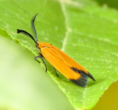 Neoalbertia constans