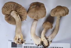 Entoloma baronii