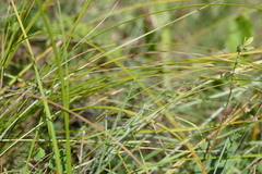 Carex siccata