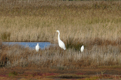 Ardea alba
