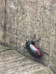 Chrysolina marginata