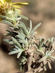 Oedera humilis