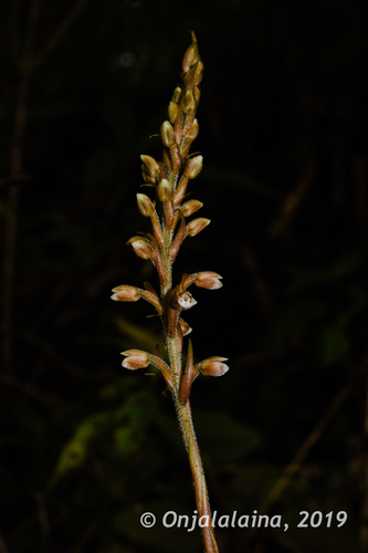 Goodyera perrieri image