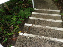 Mastigodryas alternatus