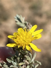 Oedera humilis