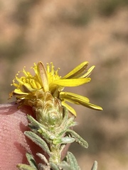 Oedera humilis