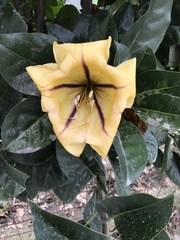 Solandra