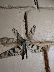 Palparini