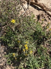Oedera humilis