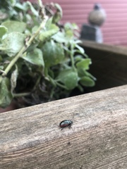 Chrysolina marginata