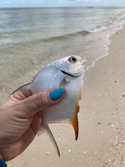 Trachinotus