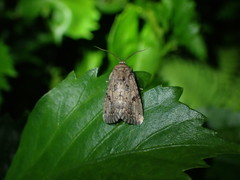 Lepidoptera