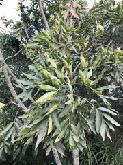 Harpephyllum caffrum