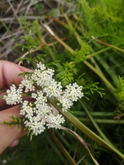 Dasispermum perennans
