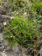 Dasispermum perennans