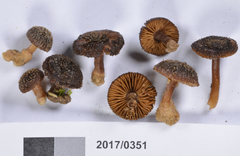 Inocybe brevicula