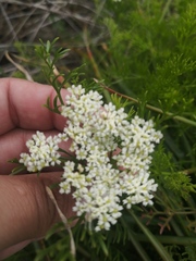Dasispermum perennans